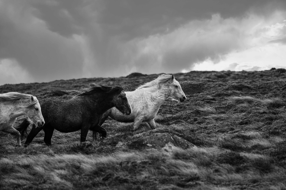 Scott Taylor - ‘Y Carneddau’ Wild horses running outdoors, in black and white.